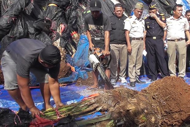 Bea Cukai Aceh Musnahkan...
