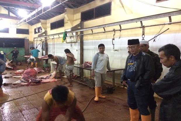 Cegah Sapi Gelonggongan,...