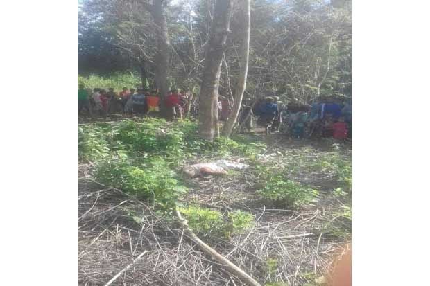 Ambil Daun untuk Makanan...