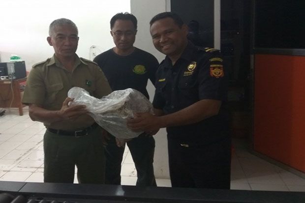 Bea Cukai Kupang Gagalkan...
