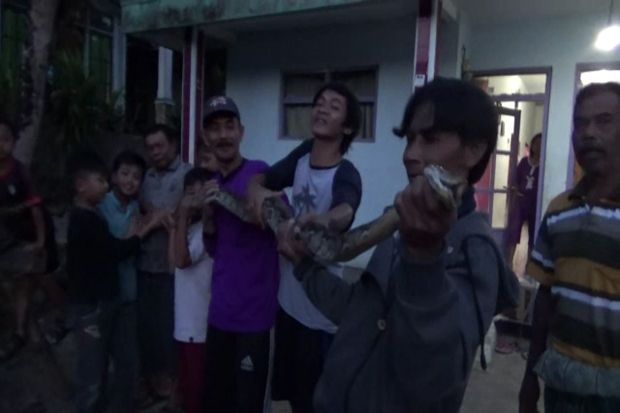 Ular Sanca 4 Meter Ditangkap...