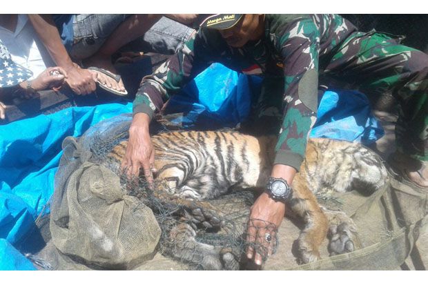 2 Ekor Harimau Sumatera...