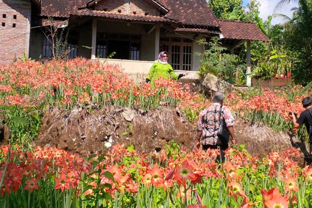Taman Bunga Amarilis...