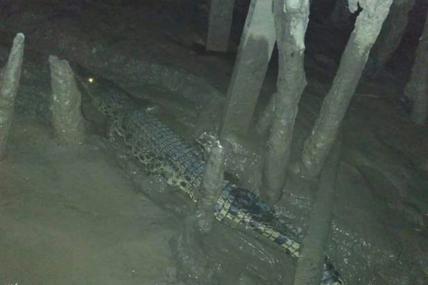 Buaya Berkeliaran, Warga...