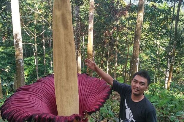 Melihat Bunga Bangkai...