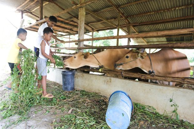 Jelang Idul Adha, Sapi...