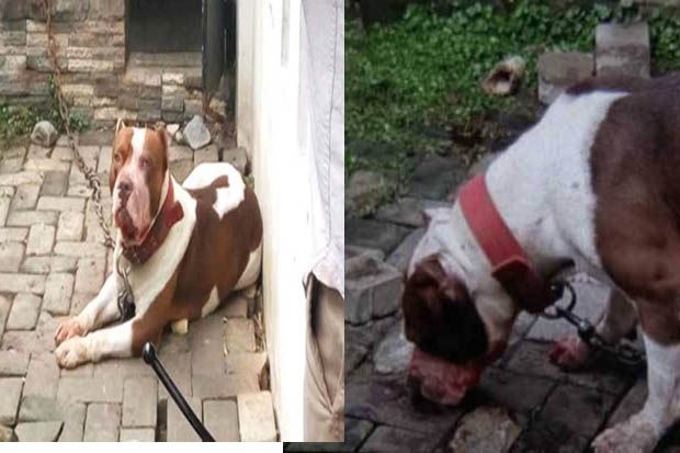 Anjing Pitbull Penerkam...