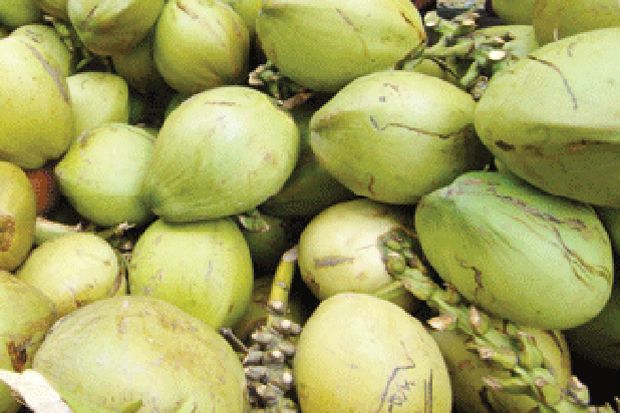 Industri Kelapa Nasional...