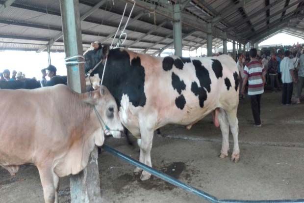 Harga Sapi Kurban Naik...