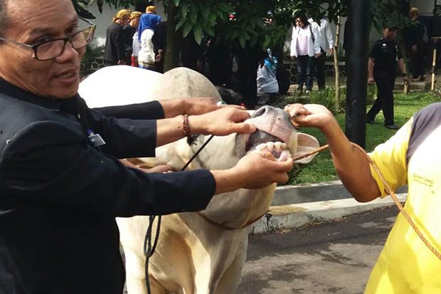 Sapi Mengamuk saat Diperiksa,...