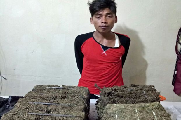 Bawa Ganja 15 Kg, Petani...
