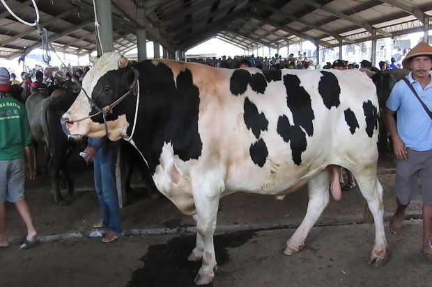Sapi Seharga Rp65 juta...