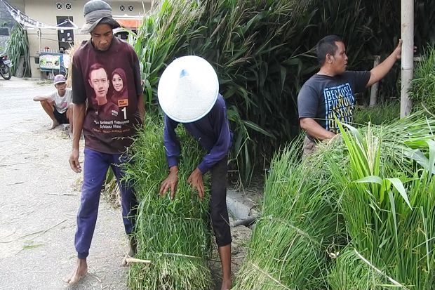 Dampak Kekeringan, Harga...