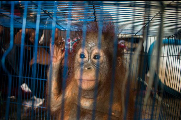 Dua Orangutan Diselamatkan...