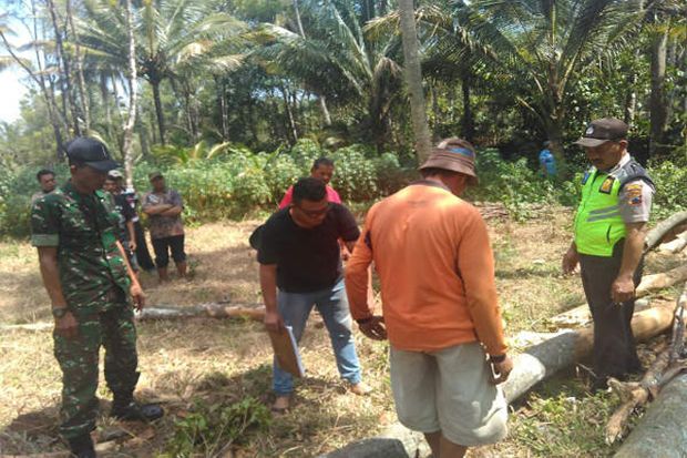 Tertimpa Pohon yang...