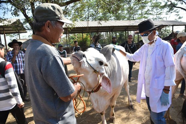 Bupati Dedi Sidak Hewan...