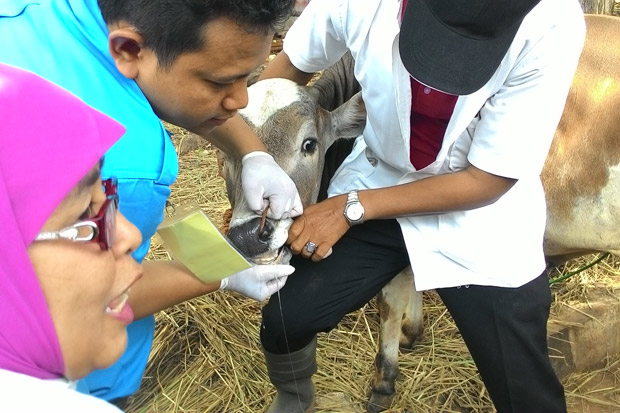 Tips Memilih Hewan Kurban...