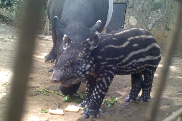 Novi Lahirkan Tapir...