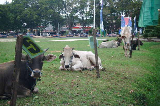Sapi Gorontalo Diawasi...