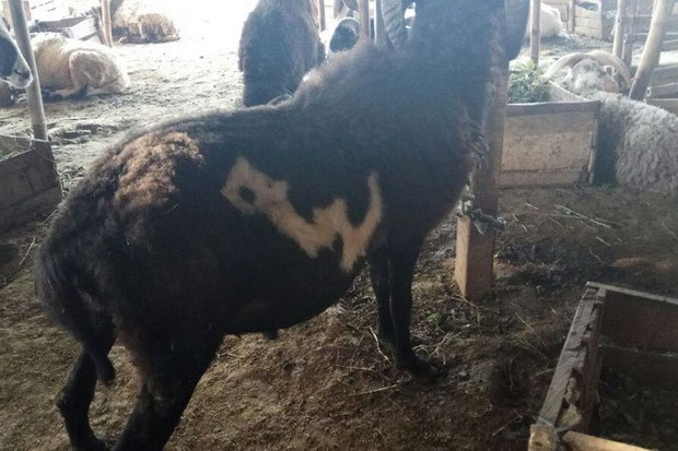 Jelang Idul Adha, Kambing...