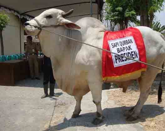 Sapi Montok Pemberian...
