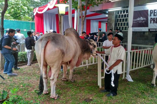 Ini Penampakan Sapi...