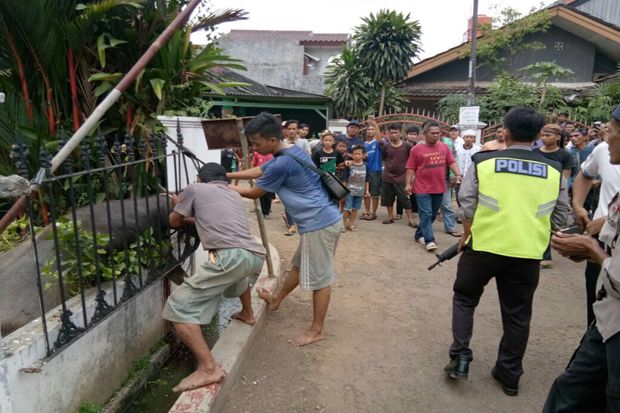 Mengamuk, Kerbau Kurban...