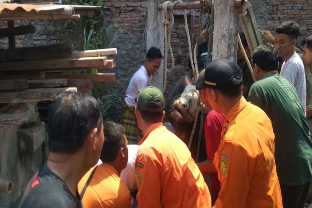 Warga Bingung, Sapi...