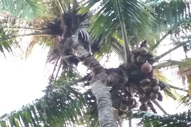 Ajaib, Pohon Kelapa...