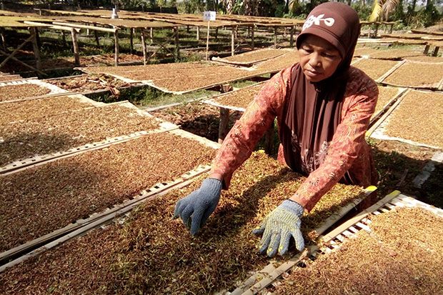 Cuaca Membaik, Petani...