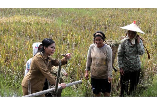 170 Hektare Lahan Pertanian...