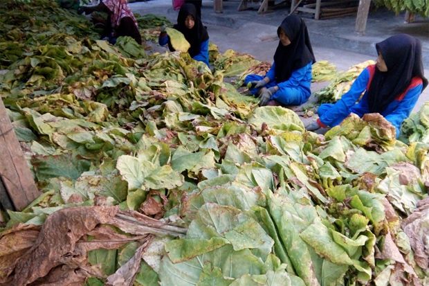 Benih Tembakau Potensi...
