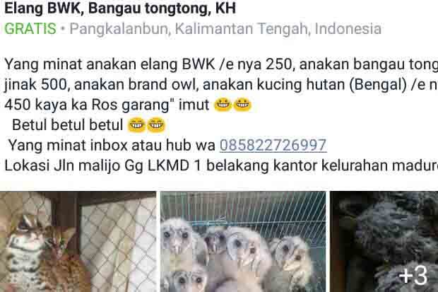 Jualan Hewan Langka...