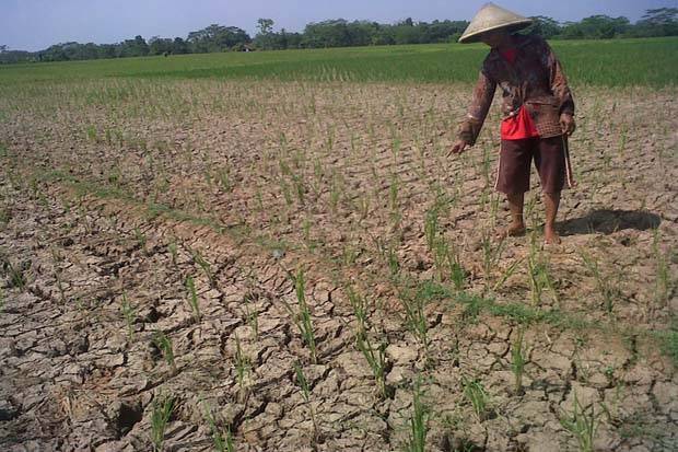 Kekeringan, Petani Manfaatkan...