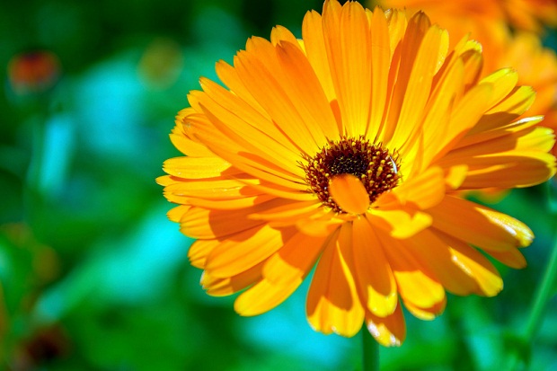 Khasiat Bunga Calendula...