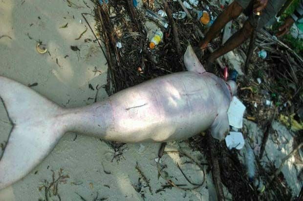 Ikan Duyung Sepanjang...