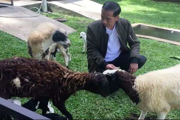 10 Bulan Beternak, Jokowi...