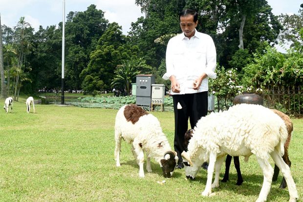 Jokowi Ingin Peternakan...