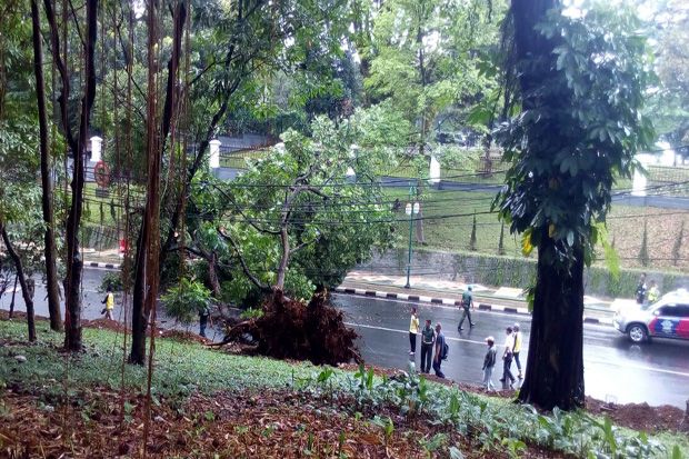 Ratusan Pohon Besar...