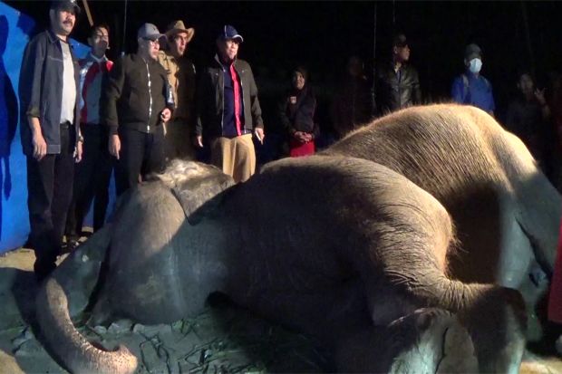 Sakit Rematik, Gajah...