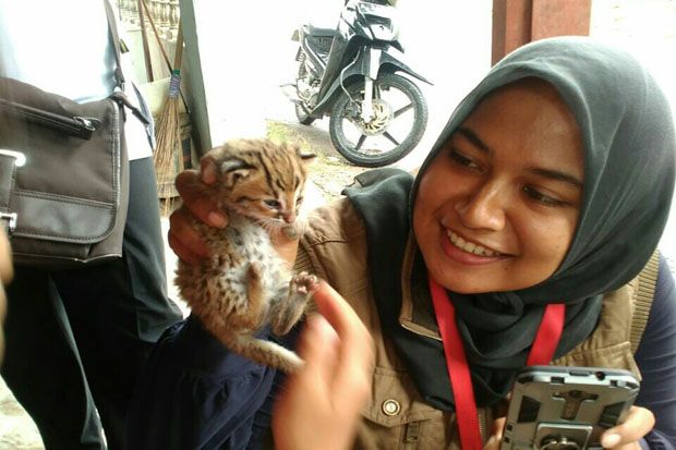 BKSDA Serang Bongkar...