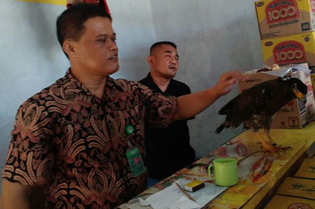 Jual Satwa Dilindungi...