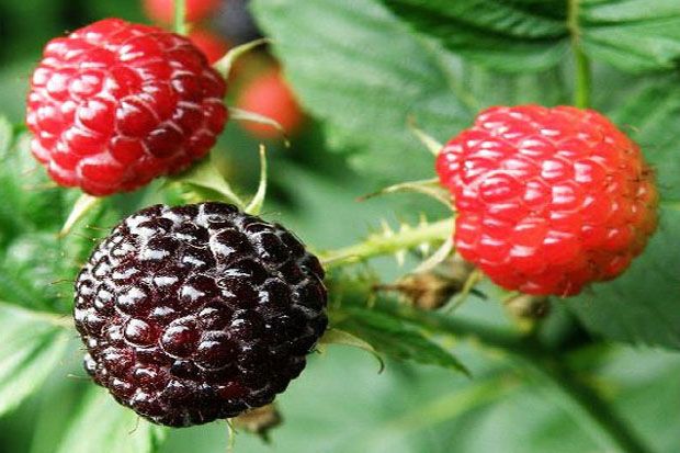 Black Raspberry asal...