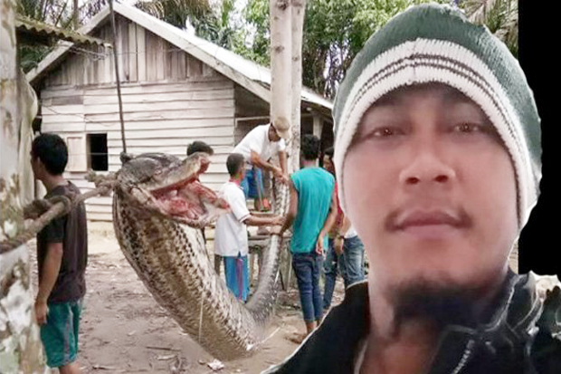 In Riau, Giant Python...