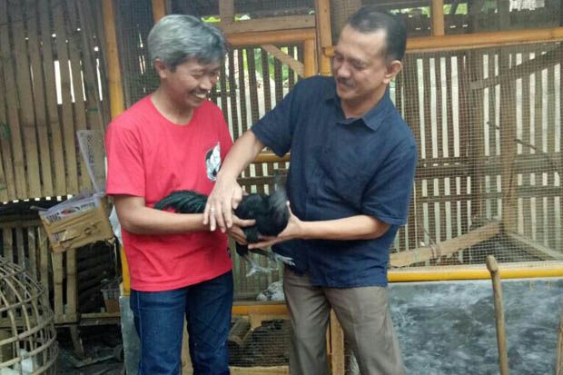 Pegiat Budidaya Ayam...