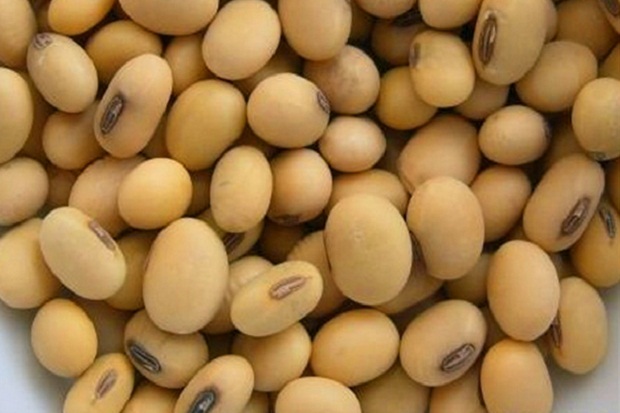 Kacang Kedelai Dapat...
