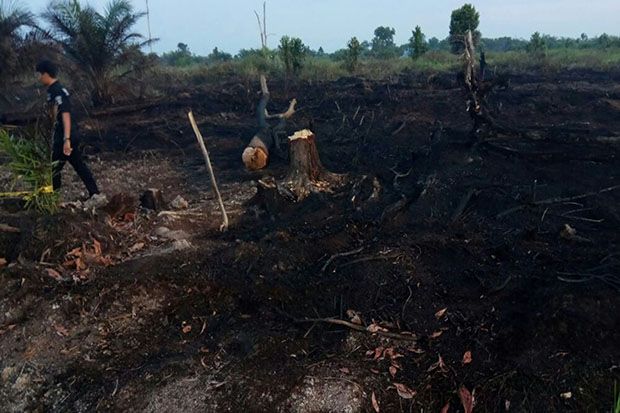 Buka Lahan dengan Dibakar,...