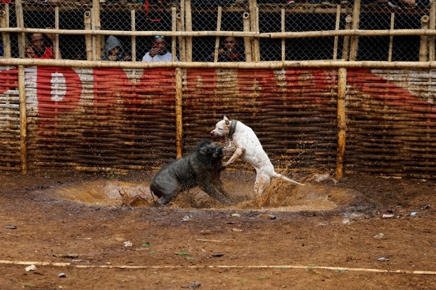 Kontes Duel Maut Anjing...