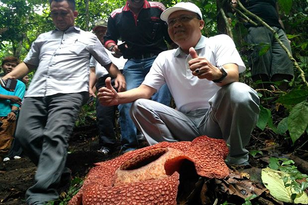 Bunga Rafflesia Berkelopak...