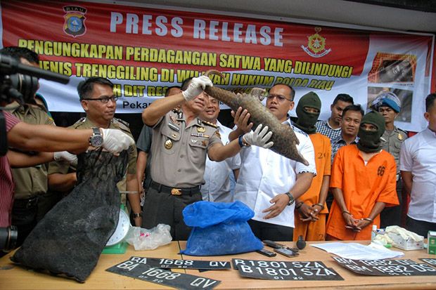 Polda Riau Bongkar Sindikat...
